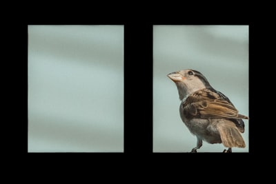 Segmentación de imágenes de aves usando DINO, YOLOv11 y SAM