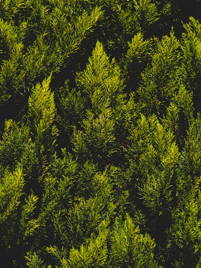 Desarrollo de software para apoyar objetivos ambientales