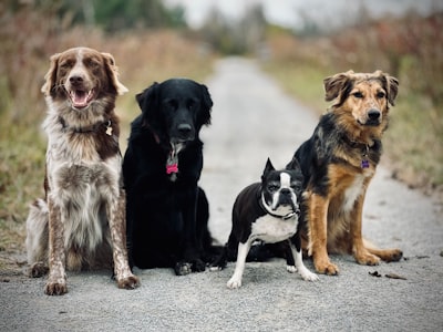 Top 5 Expertos en software de gestión veterinaria en Santa Cruz de Tenerife