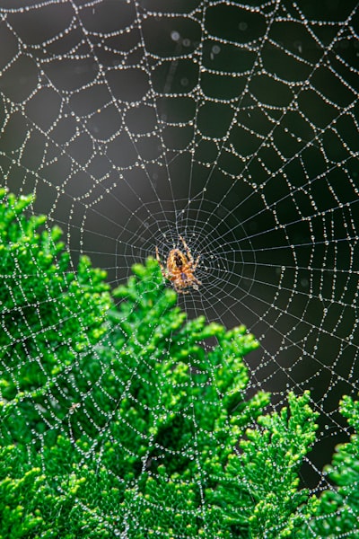 Top 30 Empresas CRM web y IA en Córdoba
