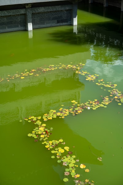 Nanoburbujas y peróxido contra la floración de algas