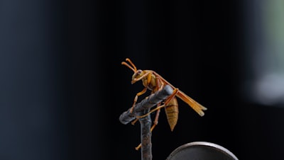 El impacto de "Bug Bot" de Cursor en la corrección de código