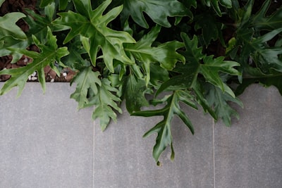 Integraciones de terceros en el sistema de gestión de empresa de jardinería.