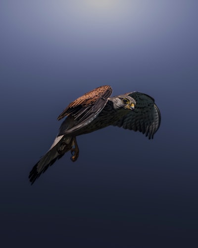 Falcon Northwest FragBox: Una Review Completa