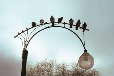 El anillo acaba con la asociación Flock