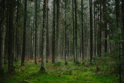 Investigación del sesgo inductivo en el bosque de aislamiento
