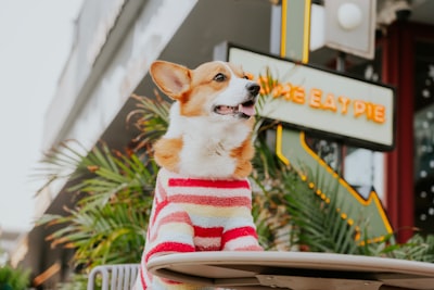 7 Ofertas Favoritas de la Venta Pet Days en Amazon