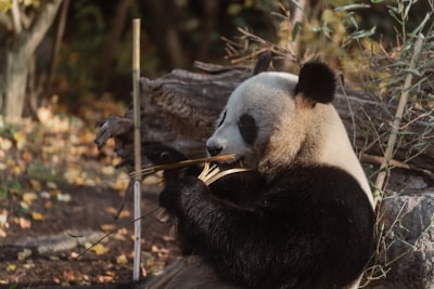 4 maneras en las que Pandas pueden dañar tus datos