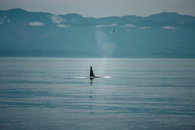 Orca: Orquestación y IA en páginas web.