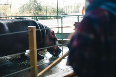 IA y bienestar animal: agentes fallan en benchmark de viajes