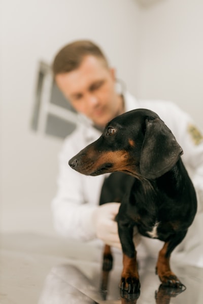 Top 20 Expertos en software de gestión veterinaria en Las Palmas de Gran Canaria