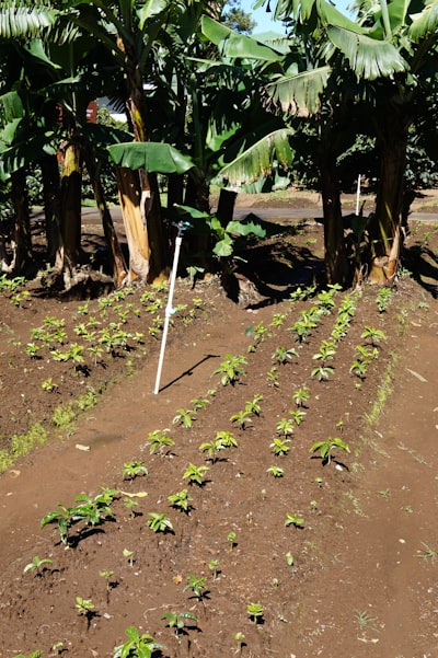Selección de sensores para pinzas de succión en cosecha de frutas