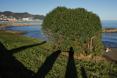 Búsqueda de Árbol de Pensamiento con Novedad para Razonamiento y Planificación de LLM
